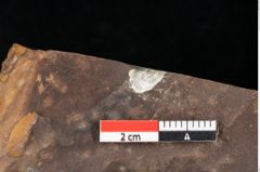 Foto (Detailsansicht) von Quercus palaeoilex Ettingshausen (NHMW-GEO-2024-0188-0890)